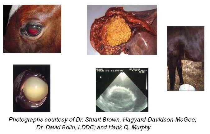 MRLS  mare reproductive loss syndrome